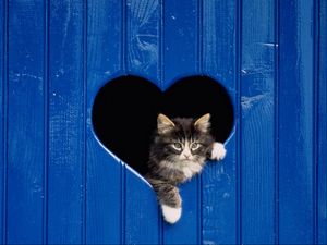 Preview wallpaper cat, looking out, door, heart, wooden