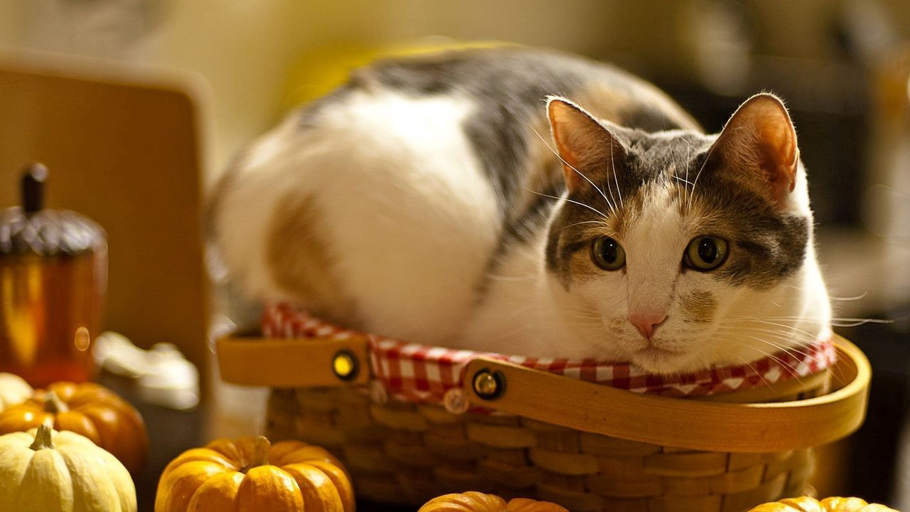 Wallpaper cat, lying, basket, pumpkin, curiosity