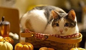 Preview wallpaper cat, lying, basket, pumpkin, curiosity