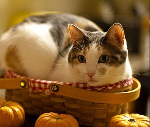 Preview wallpaper cat, lying, basket, pumpkin, curiosity