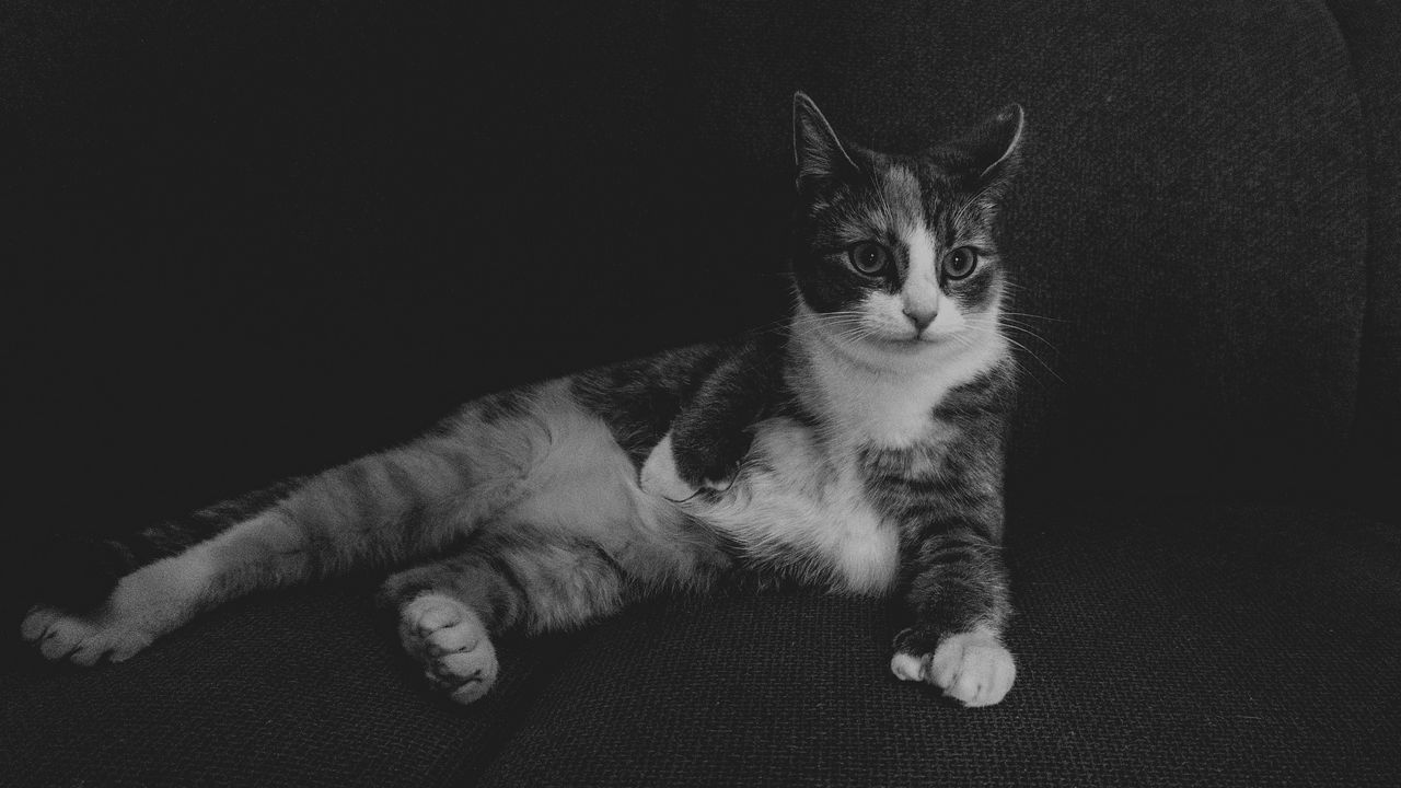 Wallpaper cat, lying, bw, funny
