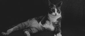 Preview wallpaper cat, lying, bw, funny