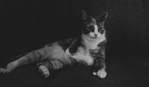 Preview wallpaper cat, lying, bw, funny