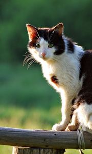 Preview wallpaper cat, lying down, sitting, fence