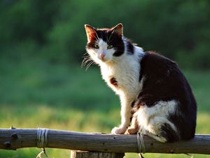 Preview wallpaper cat, lying down, sitting, fence