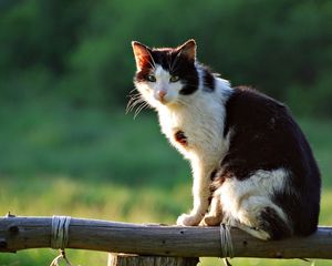 Preview wallpaper cat, lying down, sitting, fence