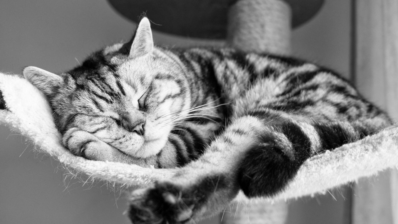 Wallpaper cat, lying down, sleeping, striped, black and white