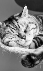 Preview wallpaper cat, lying down, sleeping, striped, black and white