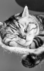 Preview wallpaper cat, lying down, sleeping, striped, black and white