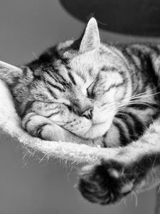 Preview wallpaper cat, lying down, sleeping, striped, black and white