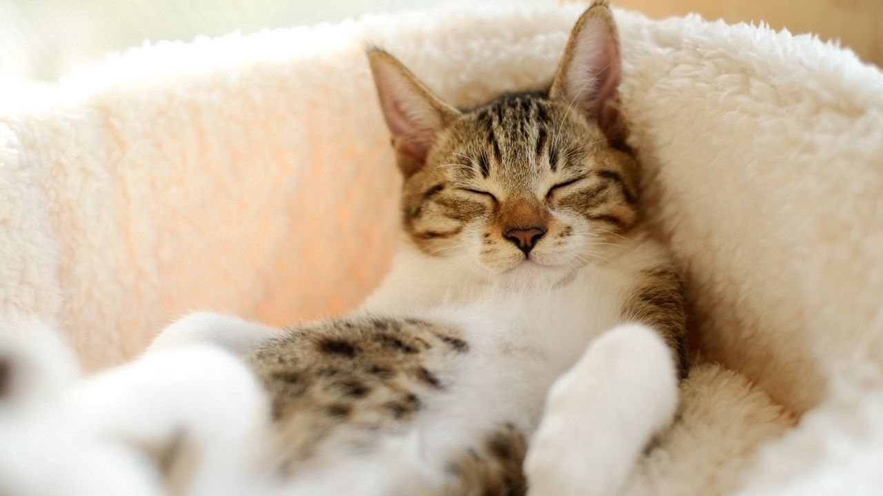 Wallpaper cat, lying down, sleeping, striped