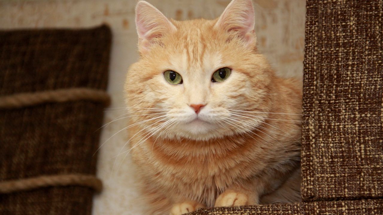 Wallpaper cat, lying, face, furry, eyes