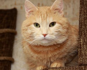 Preview wallpaper cat, lying, face, furry, eyes