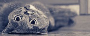Preview wallpaper cat, lying, face, dream