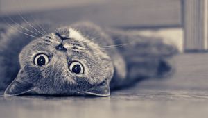 Preview wallpaper cat, lying, face, dream