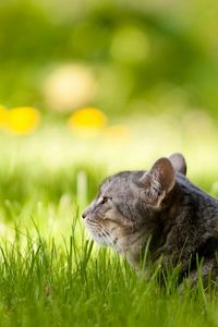 Preview wallpaper cat, lying, face, grass