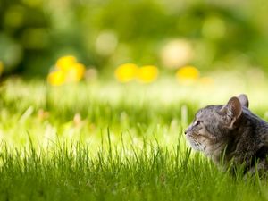 Preview wallpaper cat, lying, face, grass