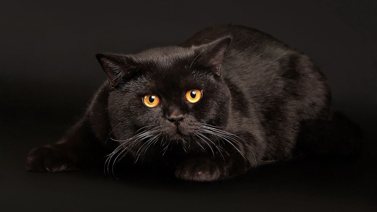 Wallpaper cat, lying, fear, dark background