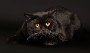 Preview wallpaper cat, lying, fear, dark background