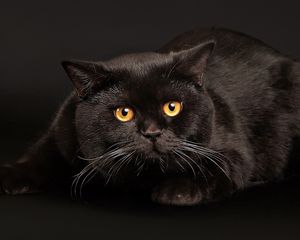 Preview wallpaper cat, lying, fear, dark background