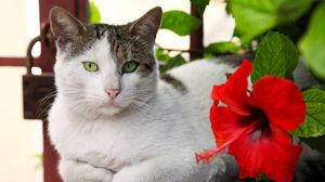 Preview wallpaper cat, lying, flower, hibiscus, red