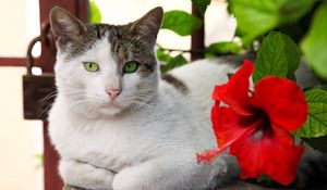 Preview wallpaper cat, lying, flower, hibiscus, red