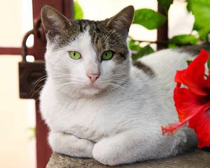 Preview wallpaper cat, lying, flower, hibiscus, red