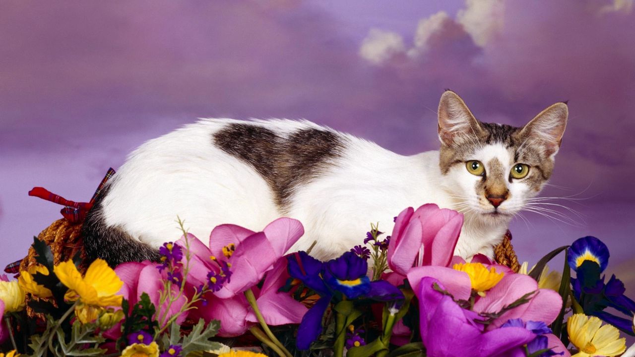 Wallpaper cat, lying, flowers, spotted