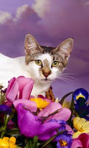 Preview wallpaper cat, lying, flowers, spotted