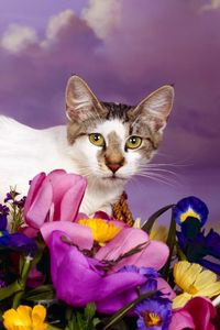 Preview wallpaper cat, lying, flowers, spotted