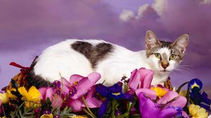 Preview wallpaper cat, lying, flowers, spotted