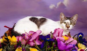 Preview wallpaper cat, lying, flowers, spotted