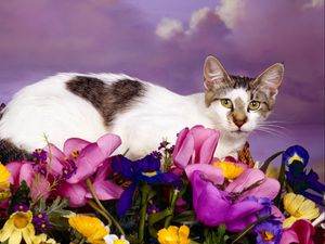 Preview wallpaper cat, lying, flowers, spotted