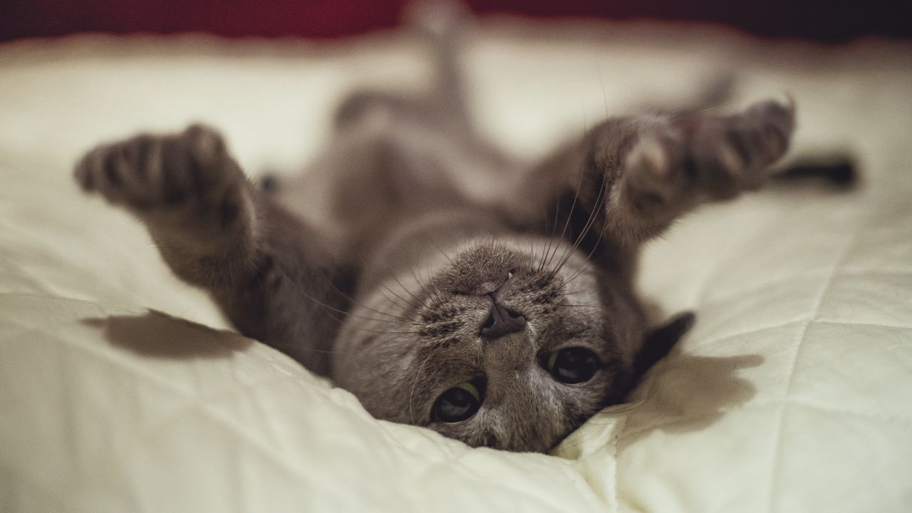 Wallpaper cat, lying, funny, playful