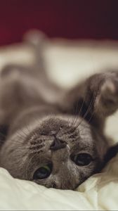 Preview wallpaper cat, lying, funny, playful