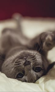Preview wallpaper cat, lying, funny, playful