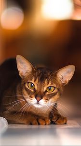 Preview wallpaper cat, lying, glare, blurring