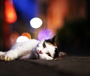 Preview wallpaper cat, lying, glare, sleepy