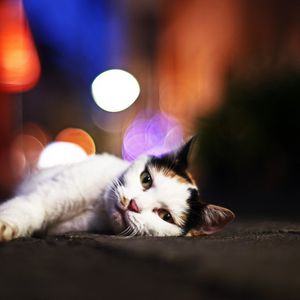 Preview wallpaper cat, lying, glare, sleepy