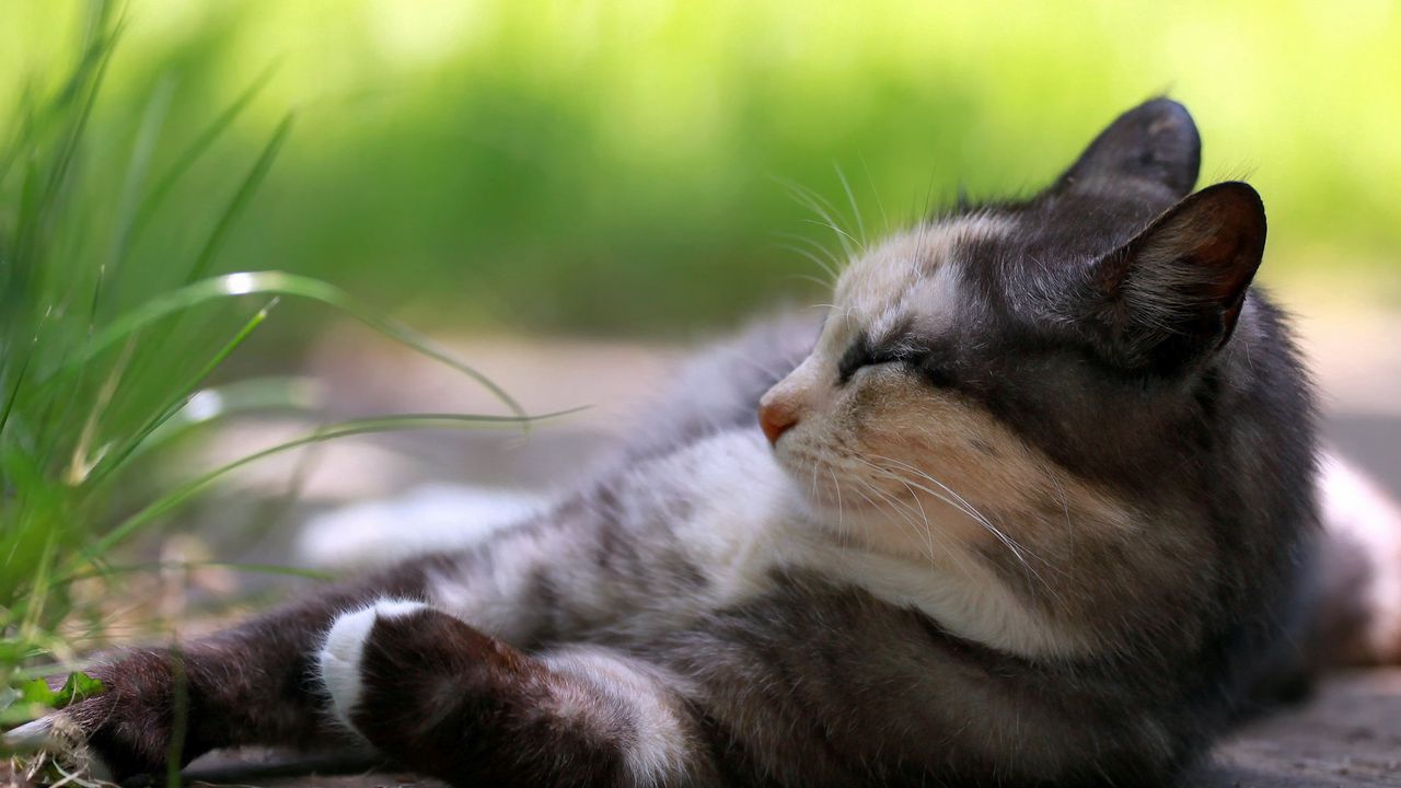 Wallpaper cat, lying, grass, rest, sleep