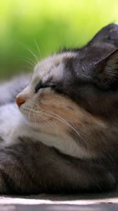 Preview wallpaper cat, lying, grass, rest, sleep
