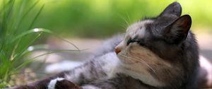 Preview wallpaper cat, lying, grass, rest, sleep