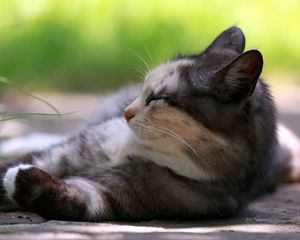 Preview wallpaper cat, lying, grass, rest, sleep