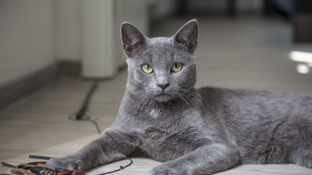 Wallpaper cat, lying, gray