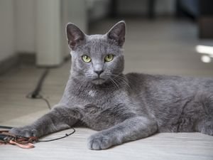 Preview wallpaper cat, lying, gray