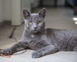 Preview wallpaper cat, lying, gray