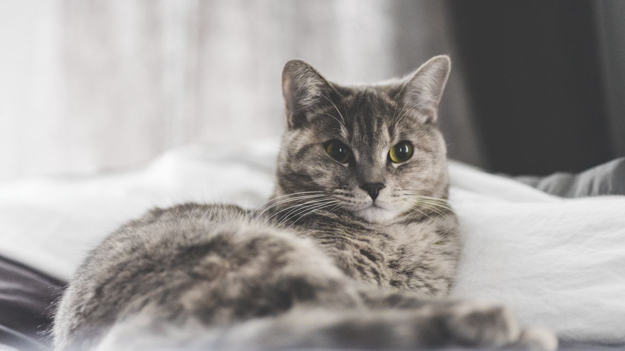 Wallpaper cat, lying, home
