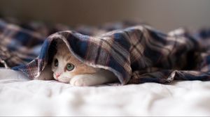 9800 Cat HD Wallpapers and Backgrounds