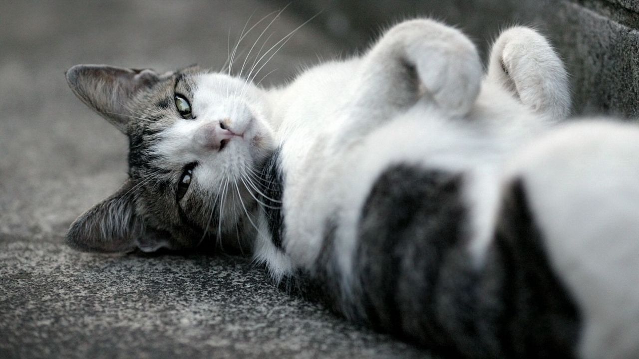 Wallpaper cat, lying, muzzle, eyes, black white