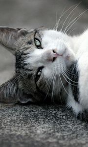 Preview wallpaper cat, lying, muzzle, eyes, black white